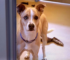 Can my neighbor hear my dog barking? And what can you do about a loud neighborhood pet