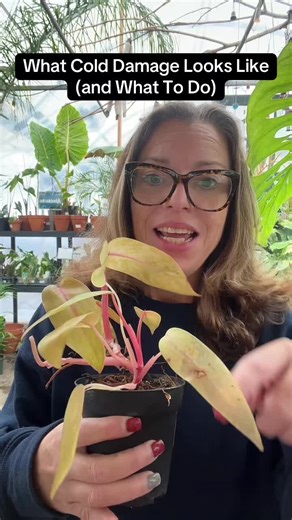 Cold damage on houseplants doesn’t always look dramatic at first. It can show up as translucent, water-soaked leaves, yellowing, drooping, or sudden collapse days later. This happens when tropical plants are exposed to cold drafts, windows, car rides, or porches. The cold damages plant cells, and once that tissue is injured, it can’t recover. What to do after cold damage: \t•\tMove the plant somewhere warm and stable \t•\tKeep it away from cold windows and drafts \t•\tDo NOT overwater — cold roo