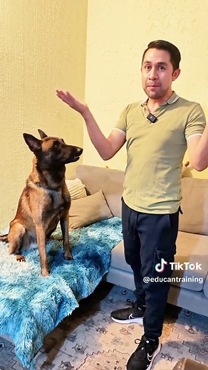 Repelente natural para evitar que tu perro orine en casa