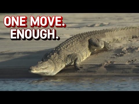 Crocodile: The Science of Stillness and Precision