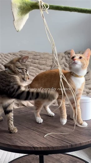 It’s not just a toy or a bowl, it’s reclaiming visual peace in those every day moments✨ PS and if you loved this slice of life by @hoduandhuchu ,use their code HODUOFF | Catenary Home