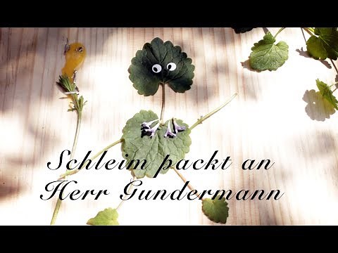 Schleim packt an Herr Gundermann - Viriditas Heilpflanzen-Video