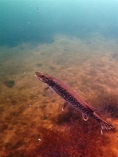 Underwater fishing video. Pike Fishing. Chasing CanFish CF1 live fish finder