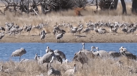 Flocking on sight: Sandhill crane migration offers tourism boost