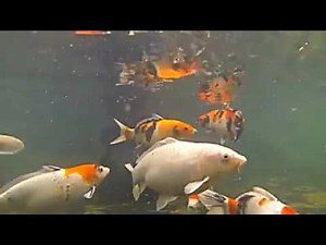 Aquaponics Design Course