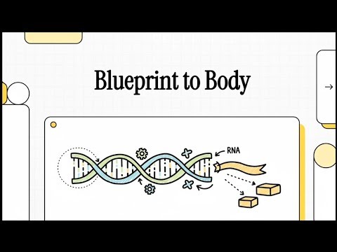 Transcription (Blueprint to body)