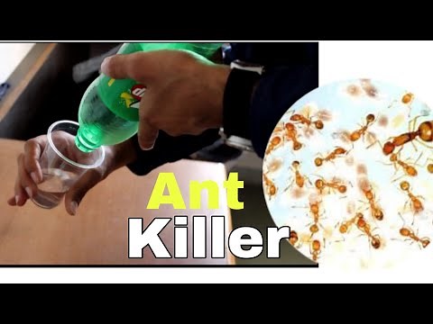 How to make Ant Trap?