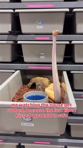 BALLS OF FURY on Instagram: "This is revenge😂🐍 Have you ever seen a ball Python periscope this high🤔😍"