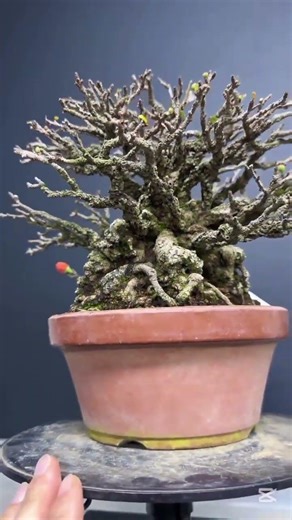 The Most Satisfying Bonsai Sweep & Clean