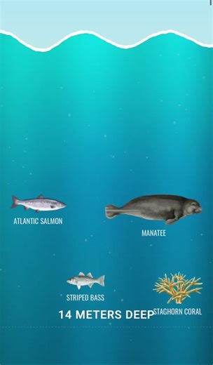 Exploring Neal.com: Deep Ocean Creatures and Scary Facts