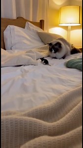 Cat's Playful Leap at Toy Mouse Enjoy this cat's playful leap at a toy mouse on the bed! #fblifestyle #AI Generated using Kling AI . . . (For entertainment purposes only. Consult professionals if guidance on activities is presented. No brand affiliation is implied if any are shown. If inspired by true events, creative adaptations may be included. Content may include public footage.) | Fabiosa Fitness