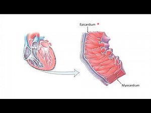 Anatomy of the Cardiovascular System