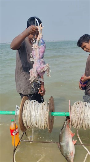 80 kg hilsa fishing technique with boiler chicken bait in the river #fishinglife #fishing #viral