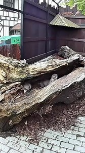 981K views · 16K reactions |  11 kwietnia w naszym zoo przyszły na...