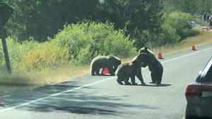 Traffic stops to watch bear cubs wrestle on the road