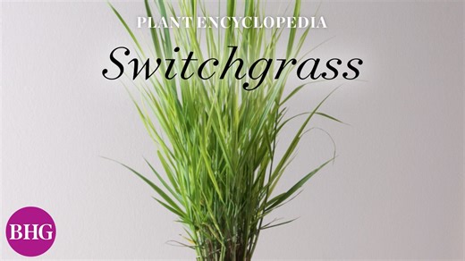Everything You Need to Know About Switchgrass