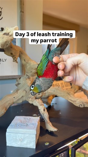 Day 3 of leash training my parrot