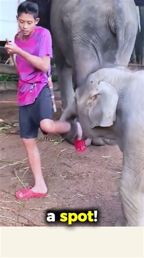 Baby Elephant Is The Big Boss Here! 😂🐘 #babyelephant #funnyvideo #funnyanimalvideos