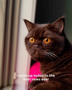 638 reactions | Mocha is ready to set up shop with her PetSmart Creator Storefront! And Mika too, but that's under investigation  | PetSmart | Facebook