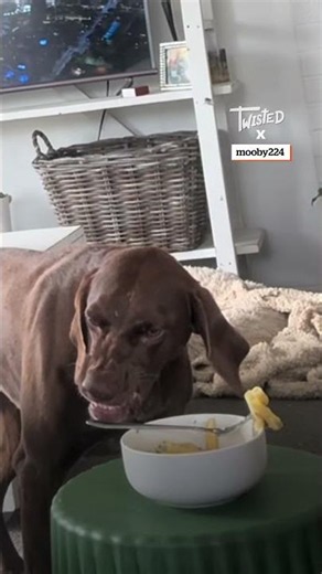 Seeing If My Dogs Will Eat My Pasta 🍝🐶