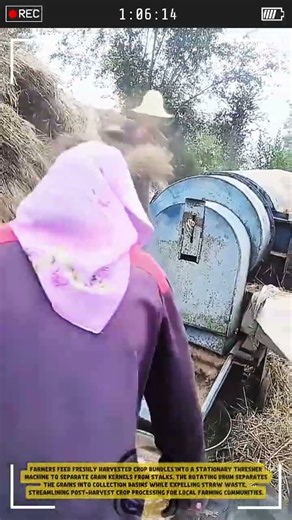 Threshing Grain Harvest using Stationary Threshing Machine - Good Tools and Machinery in Daily Work