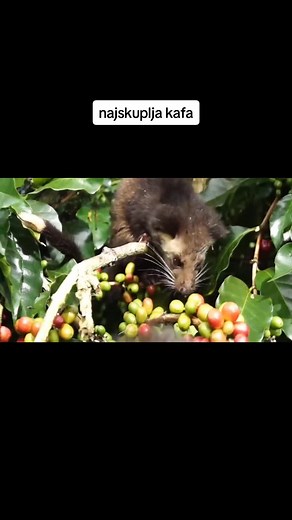 AgroScience (@agroscience0)’s videos with original sound - AgroScience