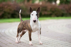 Understanding Bull Terriers: Health, Behavior, and the Importance of Training