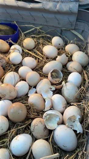 Fianlly - Chicks started to hatch in SUIT CASE EGG INCUBATOR
