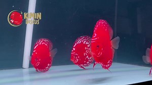 Super Red Rafflesia Discus Fish for Aquascape Aquarium