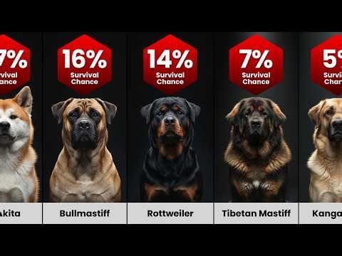 Survival Chances If You Fall During a Most Dangerous Dog Attack!