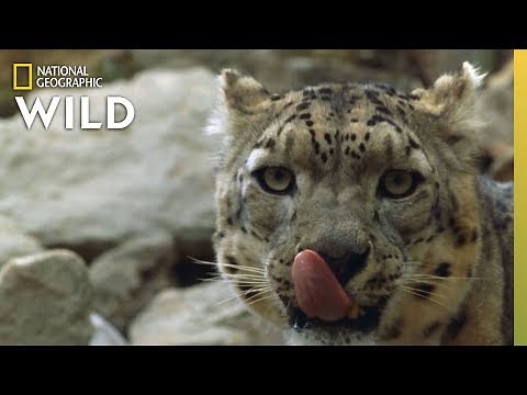 Snow Leopard Hunts in the Himalayas | China's Wild Side
