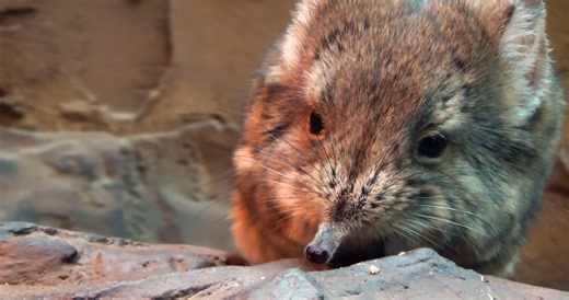 The moment a giant squid finally emerges from total darkness