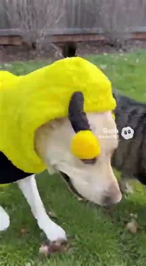 Flower Cat VS. Bee Dog! Cutest Backyard Pet Costume Party Ever! 🌸🐕