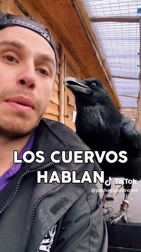 Los cuervos pueden hablar: el misterio de su comunicación