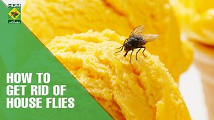 How to Get Rid of House Flies | Totkay | Masala TV