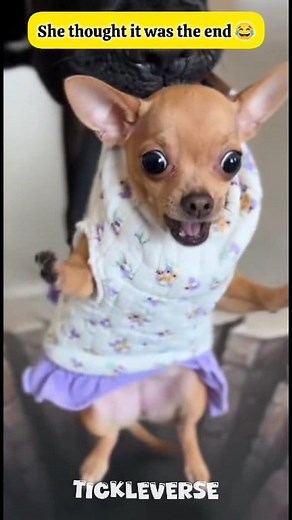 Pitbull Pranks the Chihuahua Into a Fake Hole 🤣😂 #FunnyPets #ChihuahuaDrama #PitbullPrank #PetComedy #HilariousPets #DogPranks #ViralAnimals #TinyDogBigFear #PetReactions | Tickleverse