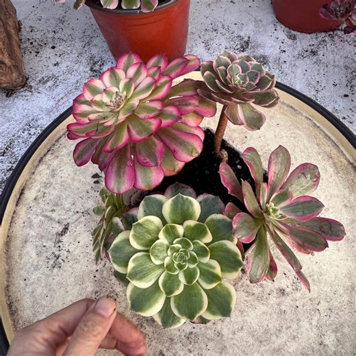 Aeonium Combo Pack With 5 Variegated Aeoniums (pink Flower Fairy, Golden Glow, No Name Hybrid, Pure Moon Light, and Peacock Plume) - Etsy