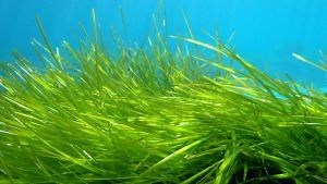 9 Plantas Marinas Hermosas E Interesantes [CON FICHAS RESUMEN]