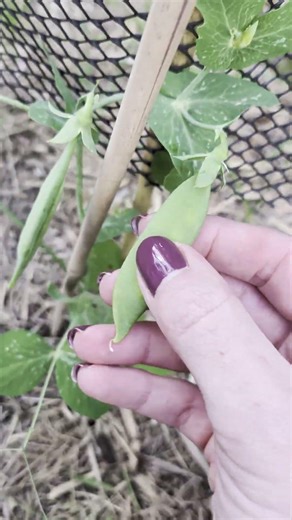 when to pick your peas off the plant?