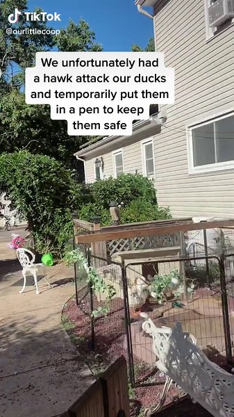 Protecting Ducks: Ensuring Safety and Serenity on the Farm