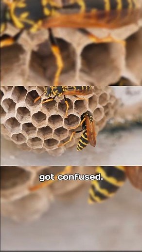 “Wasps Can Recognize Faces”