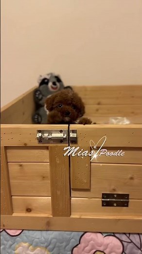 Small teacup poodle pups are available now