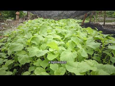 Fall Garden Prep 101: Easy Crops & Projects Before the Frost ❄️🌱 #FallGarden #SeasonPrep #GrowSmart