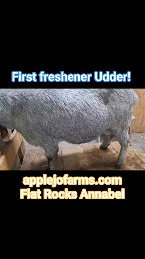 Learn how to care for Nigerian goats, milking, Healthcare, breeding, kidding, fencing, barns, nutrients and medications. Schedule your tour and see the available kids! 417-665-8996 applejofarms@gmail.com applejofarms.com #dairygoatsquestions #nigeriangoats #bottlebabies #homesteading #dairygoats #babygoats #goats | AppleJo Farms Registered Nigerian Dairy Goats & Farm to Table | Facebook