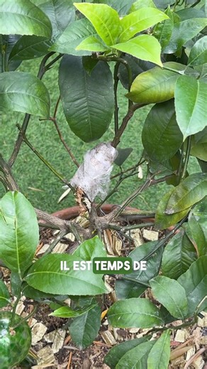 14K views · 179 reactions | Comment bouturer ton citronnier en...