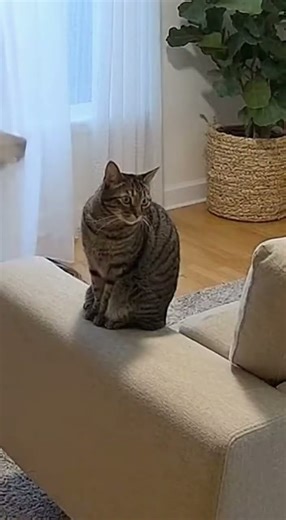 Dog Gets Tangled in Curtains, Cat Just Watches