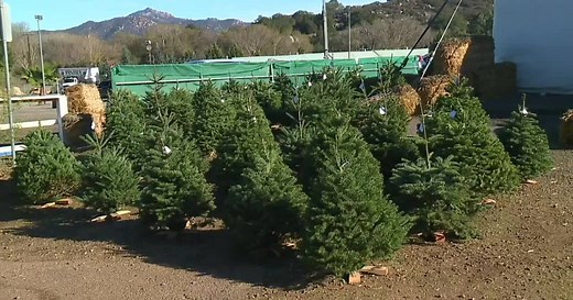 Budget-friendly Christmas tree options help families celebrate without breaking the bank
