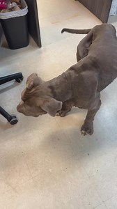 🚨 Graphic content warning🚨 OK y’all, this is our American bulldog at The City of Mobile Animal Services, Storm. Storm is at the end of her legal hold, and is now available foster to adopt. I took this video before she went to the vet, she has had laser treatment and she is in recovery, but I wanted to show the extent of what an embedded collar looks like, this is the worst case of an embedded collar we have ever seen. She was emaciated and she is recovering. Storm is super sweet, from what we 