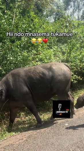 Tukamue meaning in Swahili — what ‘tukamue’ means