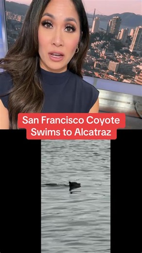 AUDREY | NBC Bay Area News at 4:30 p.m. on Instagram: "#caughtoncamera - A coyote is seen swimming to Alcatraz! A guest relations employee for Alcatraz City Cruises sent us this video. He says it was sent to him by a tourist. No word on where exactly the coyote came from. @NBC Bay Area #bayarea #sanfrancisco #localnews #wildlife"